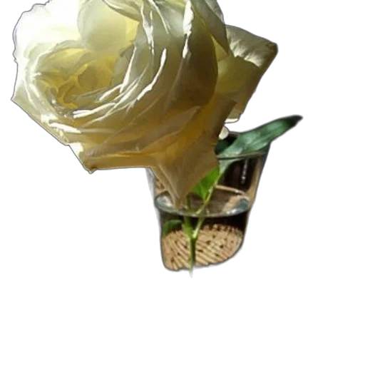 crown, flower, jewelry, food transparent PNG cut-out
