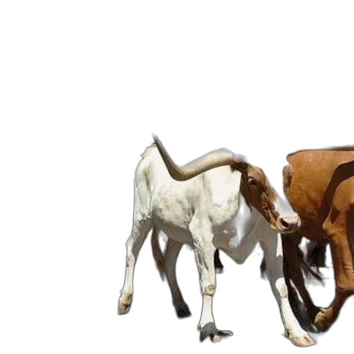 animal, 3d render, concept art, photorealistic transparent PNG cut-out