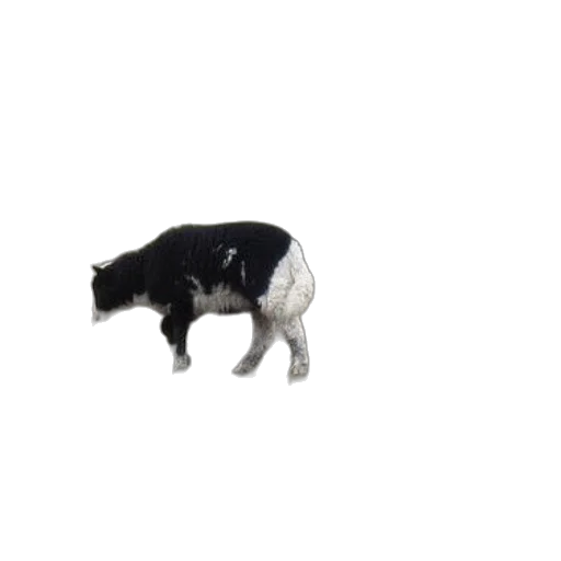 animal, creature, hat, food transparent PNG cut-out
