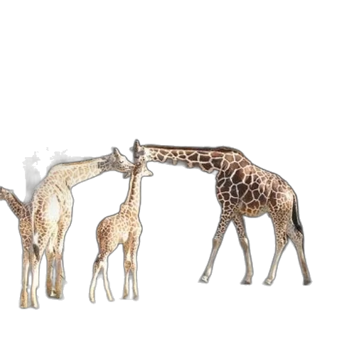 animal, creature, concept art, 3d render transparent PNG cut-out