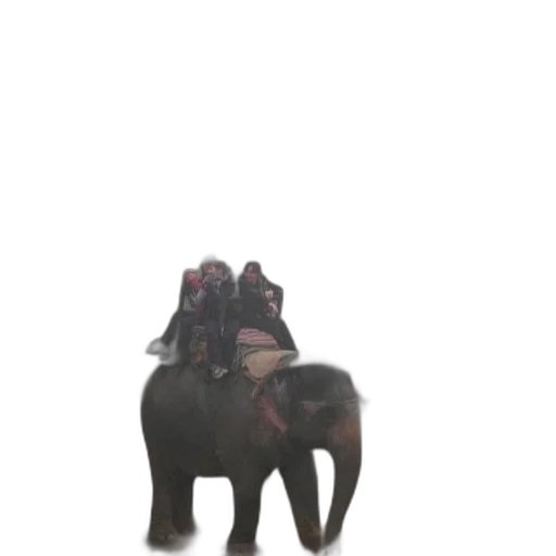 animal, creature, staff, car transparent PNG cut-out