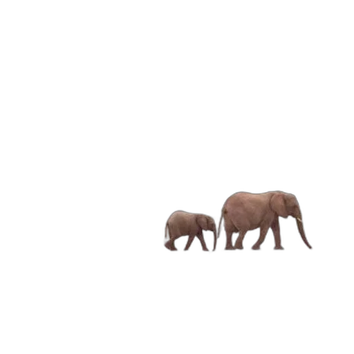 animal, creature, furniture, umbrella transparent PNG cut-out