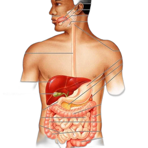 food, jewelry, anatomical, diagram transparent PNG cut-out
