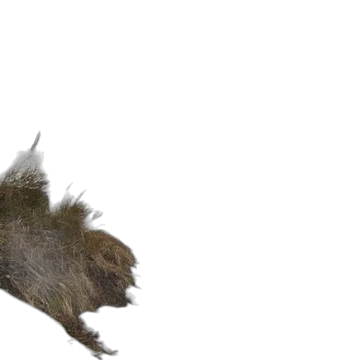 hair, animal, creature, hat transparent PNG cut-out