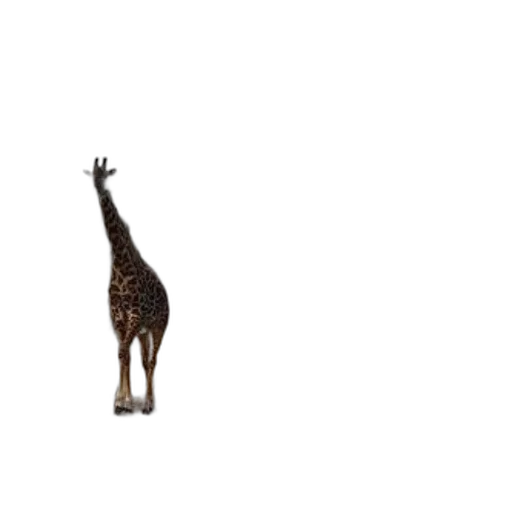 animal, creature, staff, furniture transparent PNG cut-out