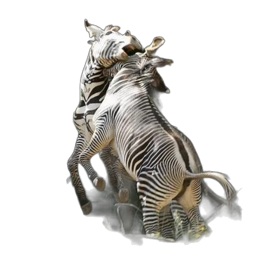 animal, dragon, creature, 3d render transparent PNG cut-out