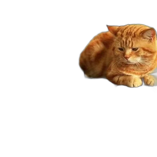 animal, creature, food, staff transparent PNG cut-out