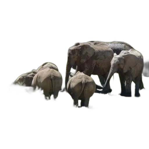 animal, concept art, 3d render, elephants transparent PNG cut-out