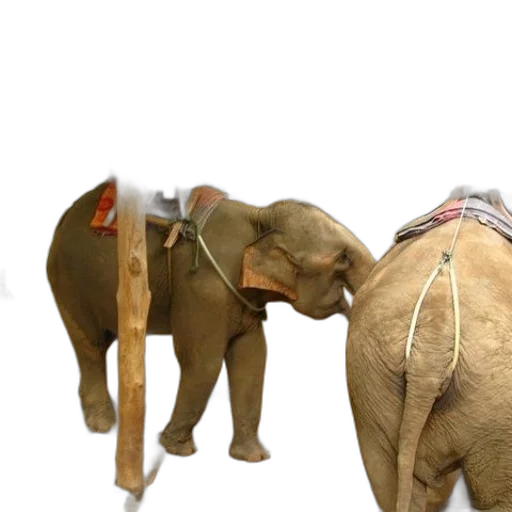 animal, 3d render, concept art, two transparent PNG cut-out