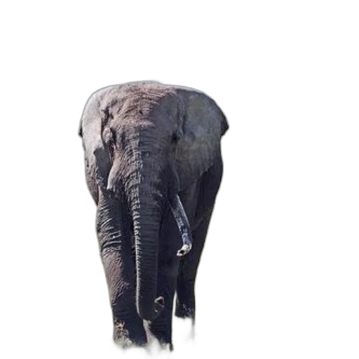animal, creature, umbrella, face transparent PNG cut-out