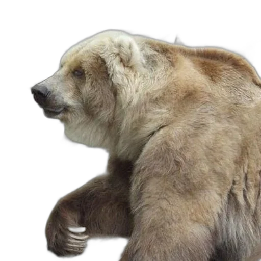animal, creature, concept art, photorealistic transparent PNG cut-out