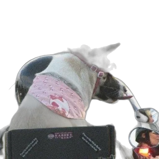 robot, staff, animal, weapon transparent PNG cut-out