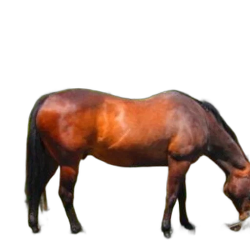 animal, creature, staff, crown transparent PNG cut-out