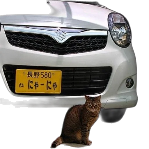 car, photorealistic, cat, sits transparent PNG cut-out