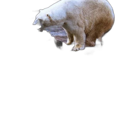 animal, creature, hat, food transparent PNG cut-out