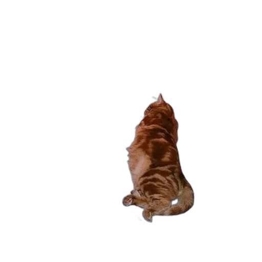 animal, creature, food, hair transparent PNG cut-out