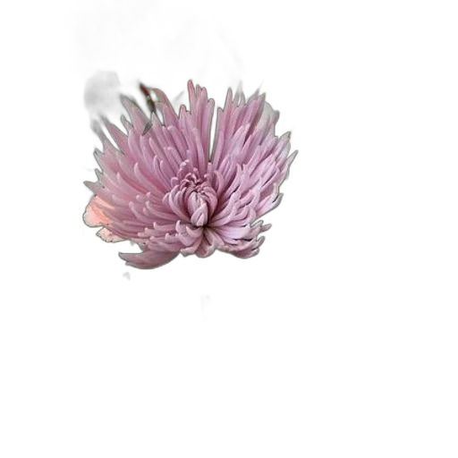 flower, crown, hair, jewelry transparent PNG cut-out