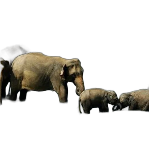 animal, concept art, 3d render, photorealistic transparent PNG cut-out