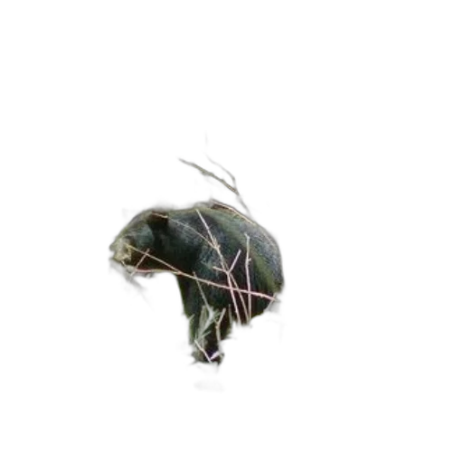 animal, creature, hat, hair transparent PNG cut-out