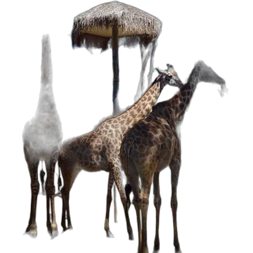 animal, hat, furniture, staff transparent PNG cut-out