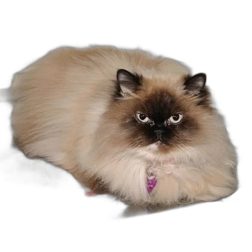animal, creature, staff, hair transparent PNG cut-out