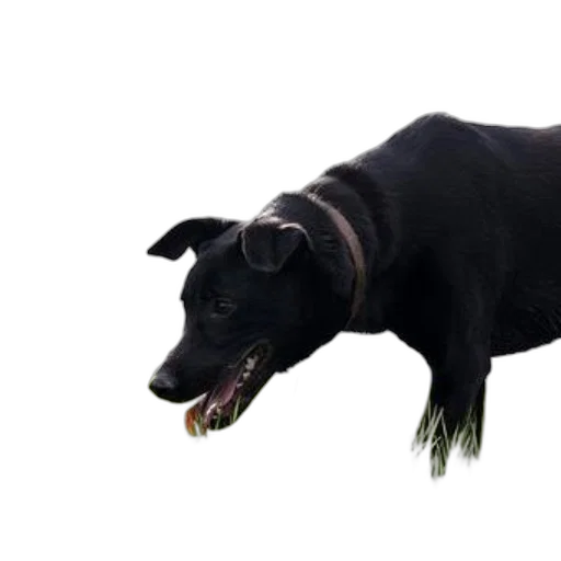 animal, creature, staff, weapon transparent PNG cut-out