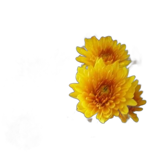 flower, crown, staff, jewelry transparent PNG cut-out