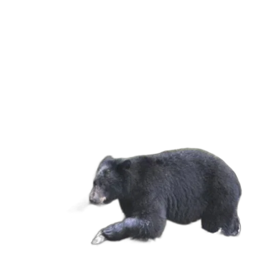 animal, creature, staff, food transparent PNG cut-out