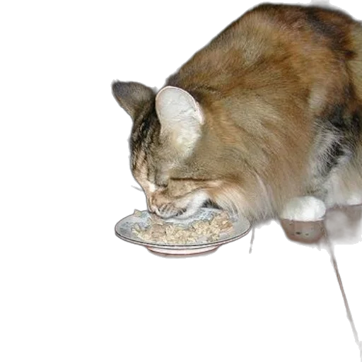food, animal, staff, jewelry transparent PNG cut-out