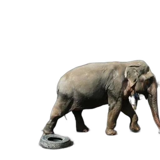 animal, creature, staff, shoes transparent PNG cut-out