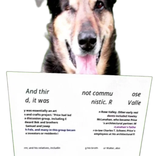 animal, creature, dog, caption transparent PNG cut-out