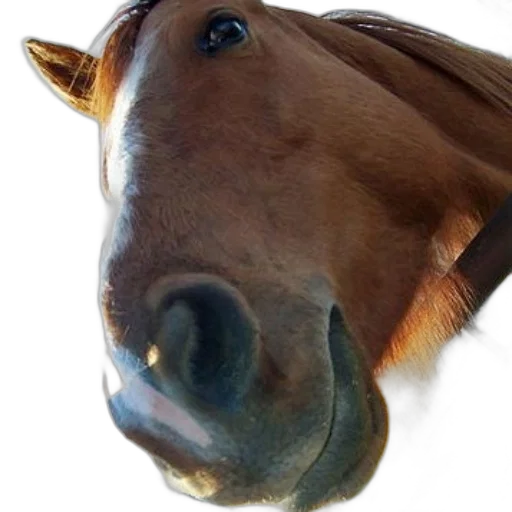 animal, face, mask, creature transparent PNG cut-out