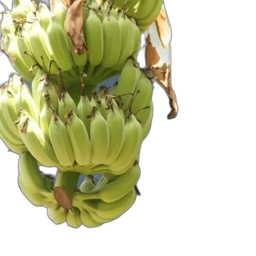 crown, mask, food, face transparent PNG cut-out