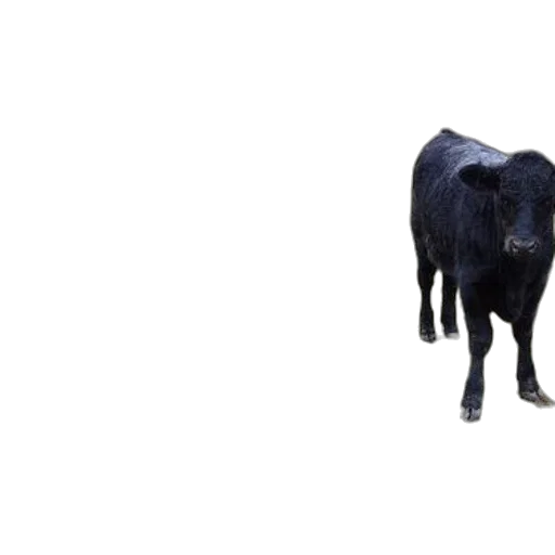 animal, creature, food, face transparent PNG cut-out