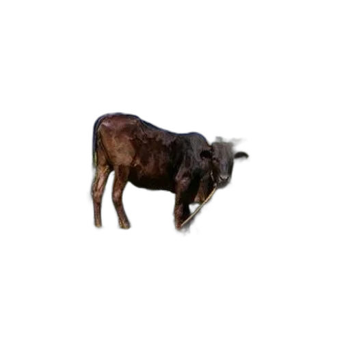 animal, creature, hair, staff transparent PNG cut-out