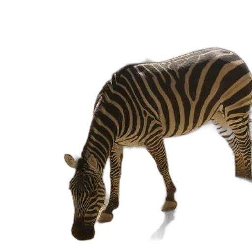 animal, creature, furniture, weapon transparent PNG cut-out