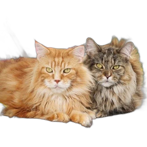 animal, crown, furniture, hair transparent PNG cut-out