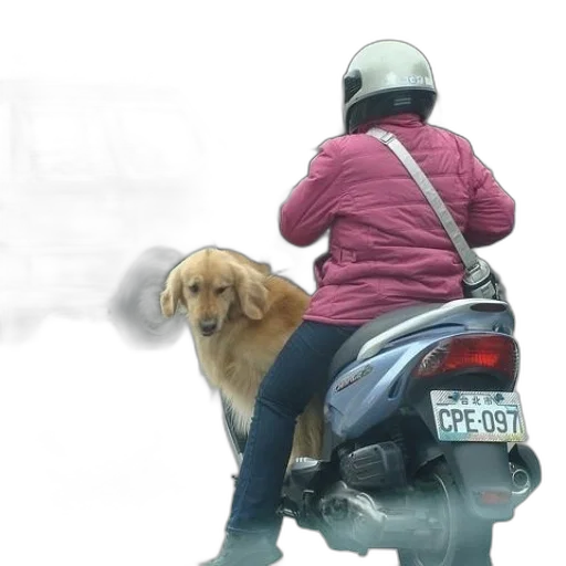 animal, jacket, umbrella, photorealistic transparent PNG cut-out