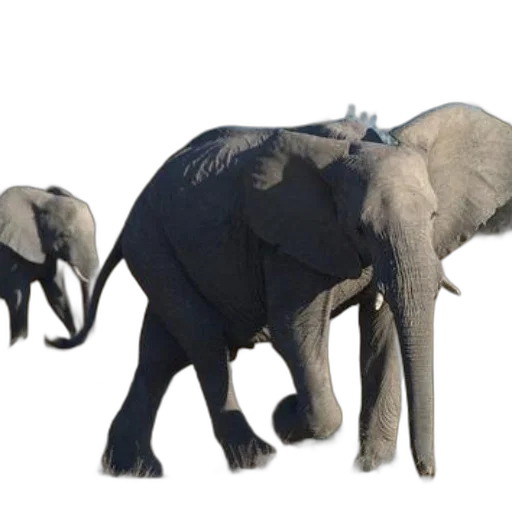 animal, creature, weapon, 3d render transparent PNG cut-out