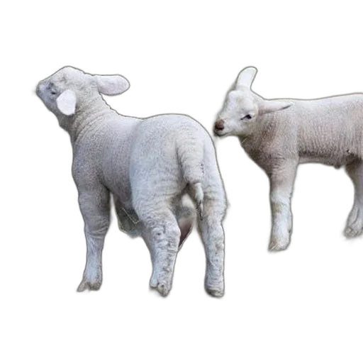 animal, 3d render, photorealistic, concept art transparent PNG cut-out