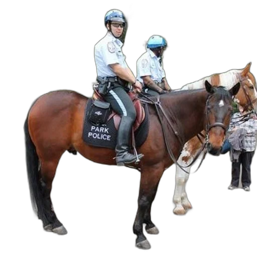 staff, two, police, officers transparent PNG cut-out