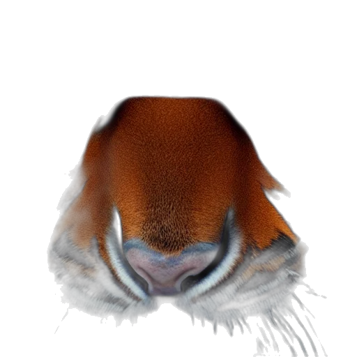 animal, face, hair, creature transparent PNG cut-out