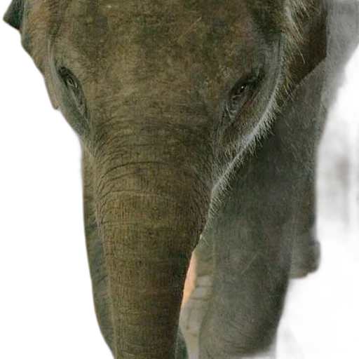 animal, face, creature, staff transparent PNG cut-out