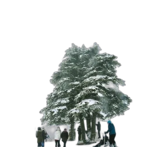 tree, umbrella, staff, crown transparent PNG cut-out