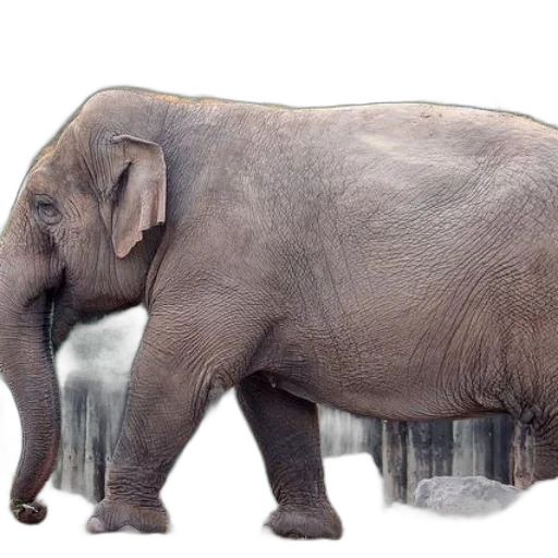 animal, creature, staff, weapon transparent PNG cut-out