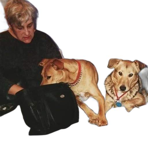 animal, oil painting, photorealistic, woman transparent PNG cut-out