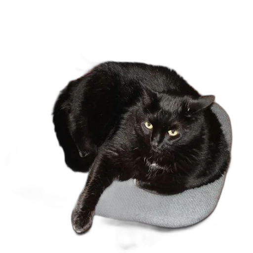 hat, shoes, crown, animal transparent PNG cut-out
