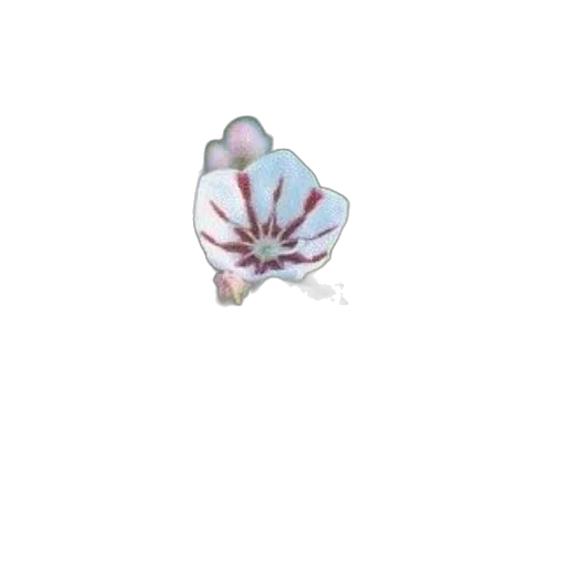 flower, jewelry, crown, creature transparent PNG cut-out