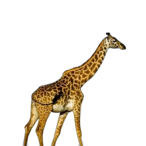 animal, creature, staff, jewelry transparent PNG cut-out