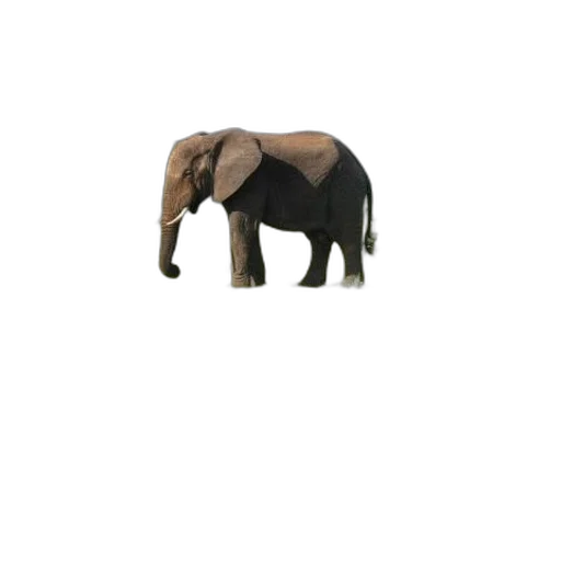 animal, creature, staff, hat transparent PNG cut-out